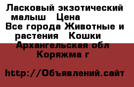 Ласковый экзотический малыш › Цена ­ 25 000 - Все города Животные и растения » Кошки   . Архангельская обл.,Коряжма г.